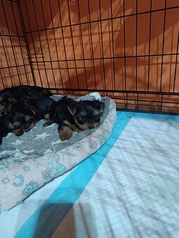 Yorkshirsky teriér - 4