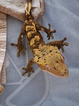 Pagekony riasnaté - 4