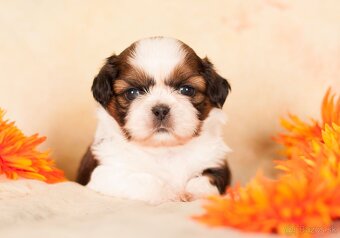 Shih-Tzu štěniatka (shi tzu, si-tzu, shitzu, si-cu) - 4