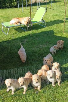 ZLATÝ RETRIEVER - 4
