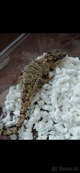 PAGEKONA Auriculatus - 4