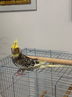 Rucne dormena korela. - 4