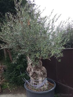 Predám olivovník Bonsai- hrubý kmeň - 4