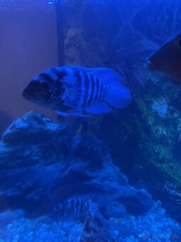 Africké cichlidy - 4