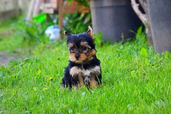 Yorkshirsky terrier mini - 4
