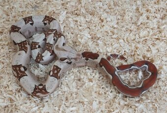 Boa imperator - VPI T+ Albino het Blood, Normal DH VPI Blood - 4
