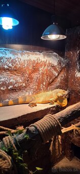 Leguan červený - 4