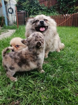 pomeranian x civava - 4