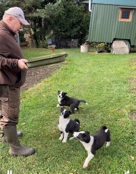 Karelsky Medvedí Pes - 4