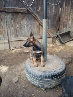 Šteniatka nemecký ovčiak - 4