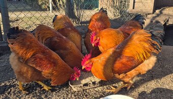 Hempšír na predaj - 4