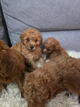 Pudlík,pudel - toy - 4