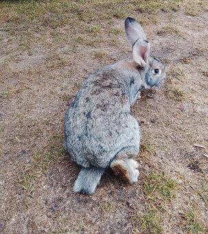 Nemecký obrovitý strakač - 4