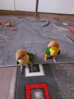 Amazonik bielobruchy - 4