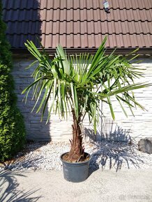 Mrazuvzdorne palmy - Trachycarpus Fortunei - 4