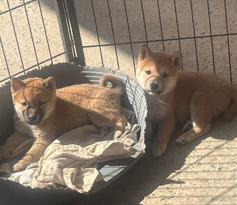 Shiba inu - 4