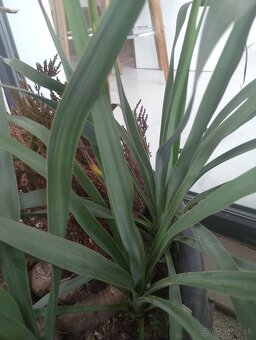 Yucca gloriosa, juka gloriosa mrazuvzdorna - 4