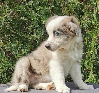 Border kolie , Collie , kolia - 4