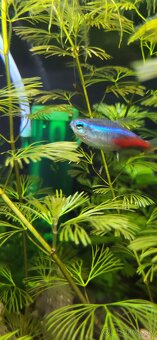 Predam aqarium tetra zo všetkym - 4