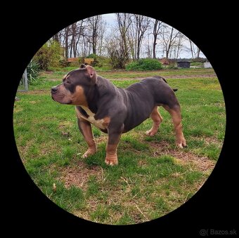 American Bully Pocket - 4