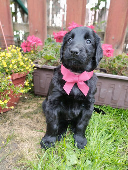 Flat coated retriever - šteniatka s PP - 4