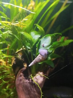 Akváriové slimáky – kotúľky + vežovka malajská - 4