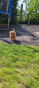 Maltipoo+maltipoo=red maltipoo - 4