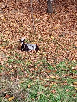 Brigáda v prirode - 4