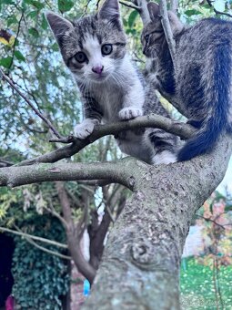 Darujem Mačiatka - 4