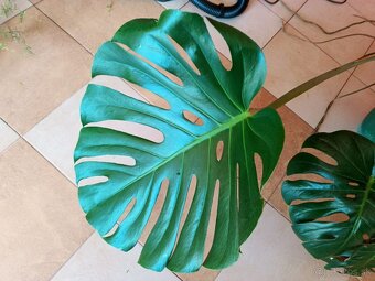Monstera1, stálozelený izbový kvet - 4