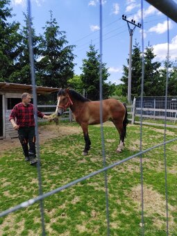 Na predaj ťazna kobyla - 4