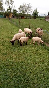 Jahnička na predaj - 4