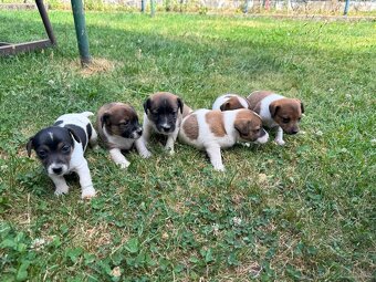 Jack Russell - 4