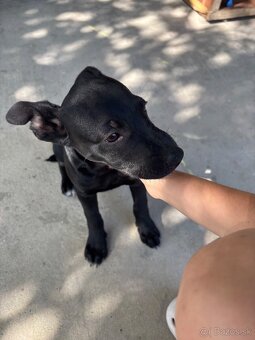 Kríženec Pitbull - 4