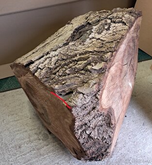 Orechovy kmen drevo - 4