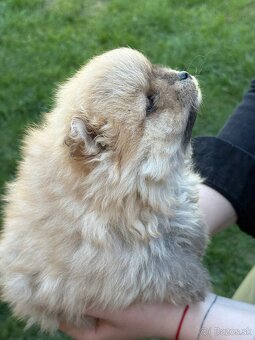 Oranžový špic -Pomeranian - 4