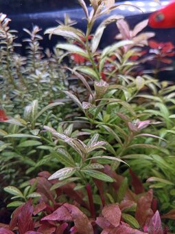 Akvariove rastliny - 4