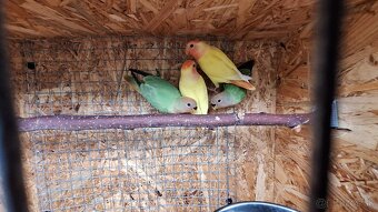 Agapornis ružovohrdlý - 4
