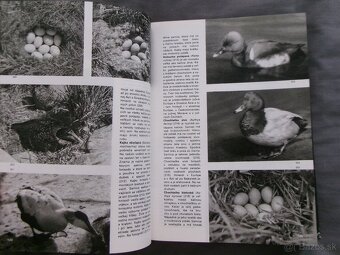 Veľký obrazový atlas vtákov - Jan Hanzák. - 4