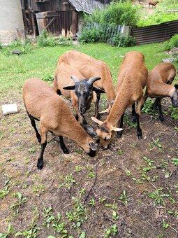 Kamerunské ovce - 4