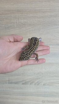 Gekončík nočný (Eublepharis macularius) - 4
