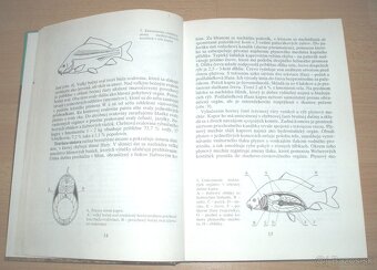 Kapor - 4