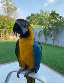 Krásne modro-zlaté ara v ponuke - 4