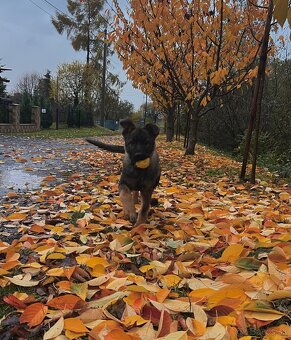 Nemecký ovčiak - 4