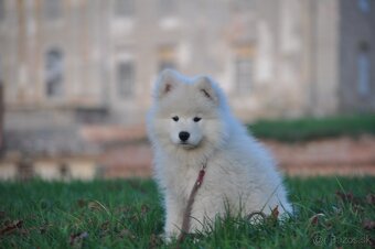 SAMOJED ŠTENIATKA S RODOKMEŇOM - 4