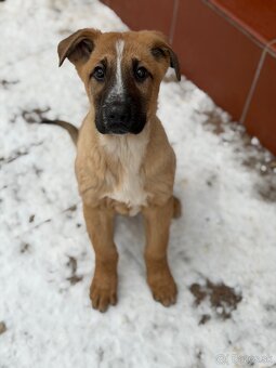 Predám Šteniatka - 4