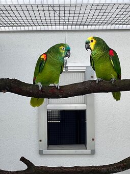 Amazoňan modročelý chovný pár - 4