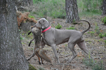Weimarský krátkosrstý stavač - štěniatka s PP - 4