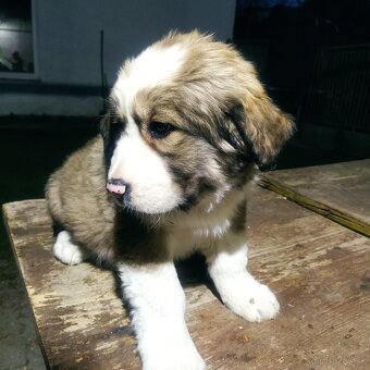 stredoázijský ovčiak - 4