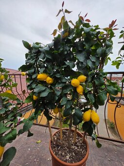 Predam krasne citronovniky... - 4
